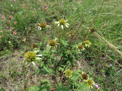 Tetragonotheca repanda