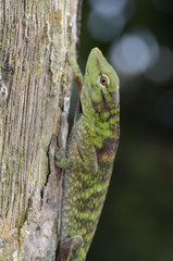 Anolis parvauritus