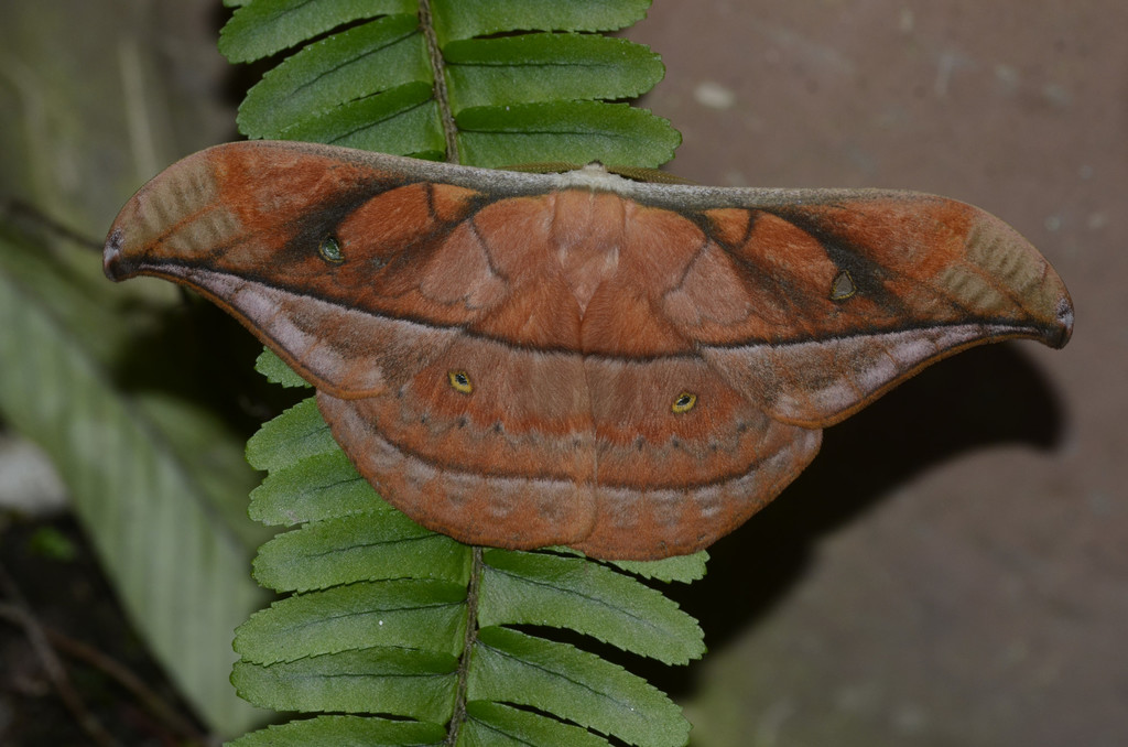 Copaxa niepelti