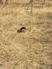 Sciurus vulgaris