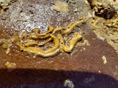 Spirobranchus triqueter image