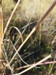 Urelytrum agropyroides