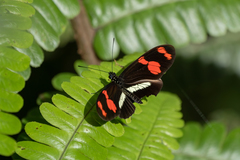 Heliconius telesiphe