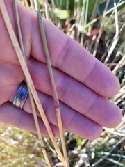 Urelytrum agropyroides