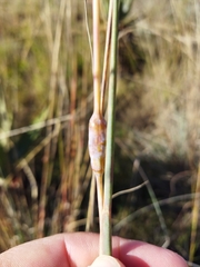 Urelytrum agropyroides