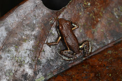 Epipedobates boulengeri