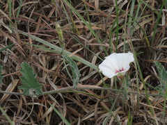 Convolvulus carrii