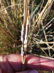 Urelytrum agropyroides