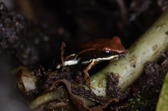 Epipedobates boulengeri