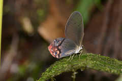 Haetera macleannania
