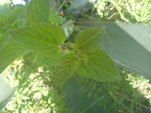 Lantana camara image