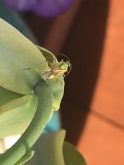 Closterotomus norwegicus