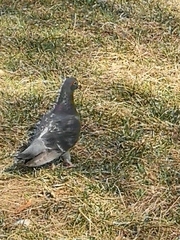 Columba livia domestica