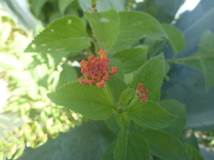 Lantana camara image