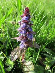 Ajuga reptans