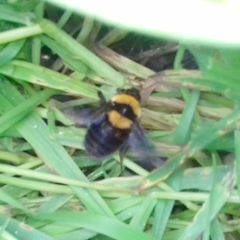 Bombus argillaceus