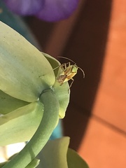 Closterotomus norwegicus