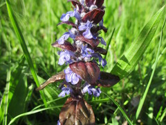 Ajuga reptans