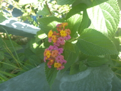 Lantana camara image