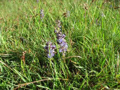 Ajuga reptans