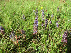 Ajuga reptans