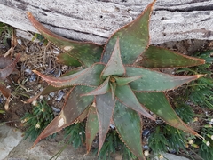 Aloe × schimperi