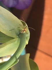 Closterotomus norwegicus