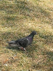 Columba livia domestica