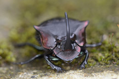 Phanaeus pyrois funereus