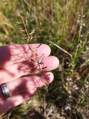Pogonarthria squarrosa