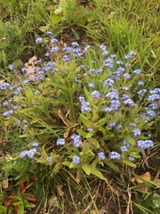 Myosotis