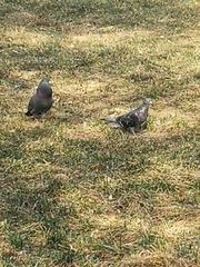 Columba livia domestica