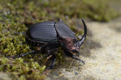 Phanaeus pyrois funereus