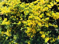 Anthyllis hermanniae melitensis