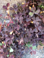 Oxalis corniculata