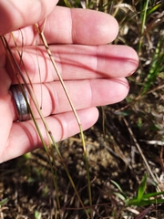 Pogonarthria squarrosa