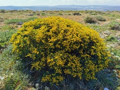 Anthyllis hermanniae melitensis
