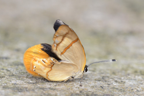 Euselasia athena