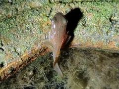 Hylarana erythraea