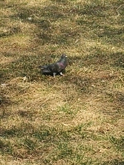 Columba livia domestica