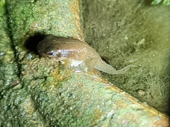Hylarana erythraea