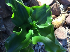 Veltheimia