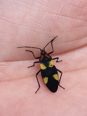 Oncopeltus varicolor varicolor