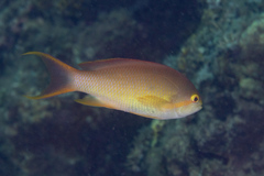 Pseudanthias huchtii