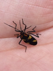 Oncopeltus varicolor varicolor