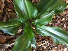 Veltheimia