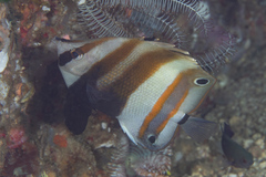 Coradion melanopus