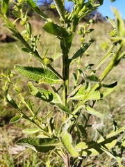 Laggera
