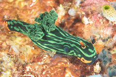 Nembrotha kubaryana