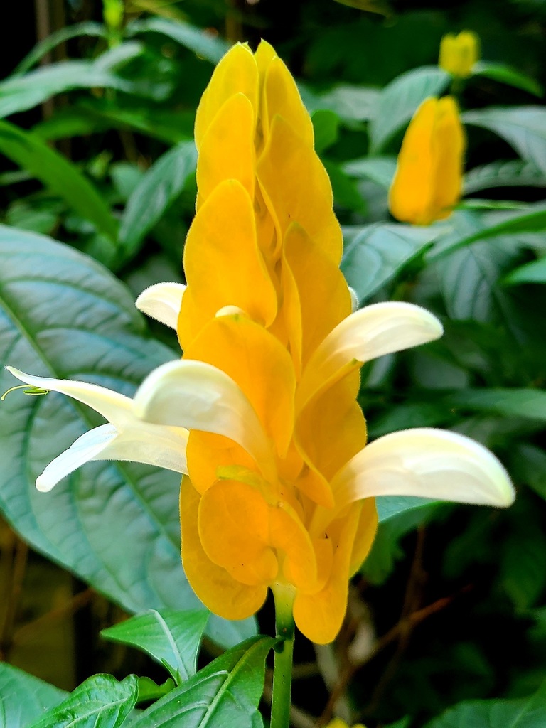 Life in July 2021 by letspraisehim. Potted Shrimp Plant · iNaturalist